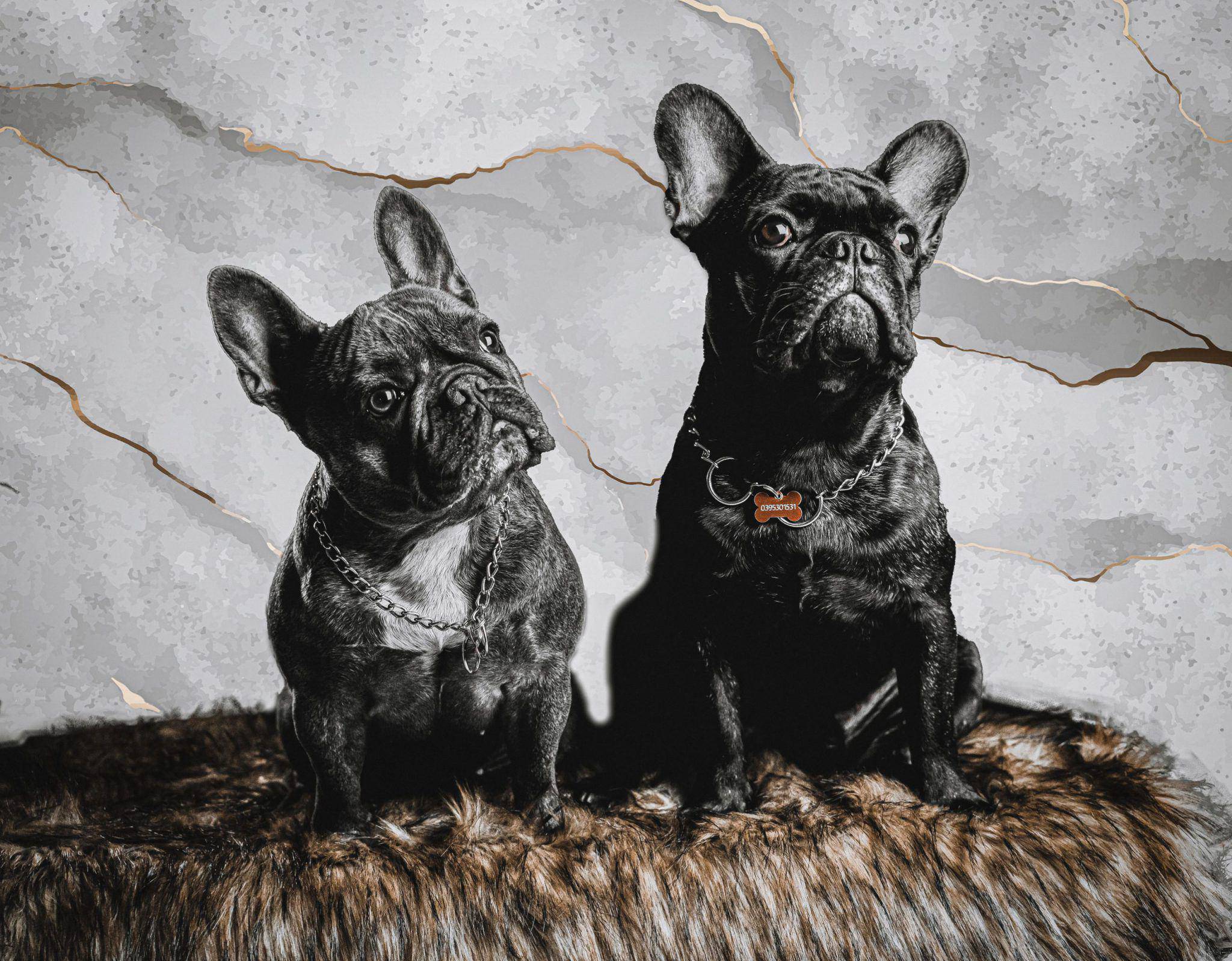 Dois bulldogs franceses sentados lado a lado sobre uma manta, contra um fundo de mármore claro/home/klevieco/fontinha.klevie.com